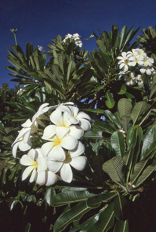 WT 0400 100-32 Australia.jpg